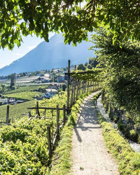 [Translate to Italiano:] Algunder Waalweg zwischen Weinreben
