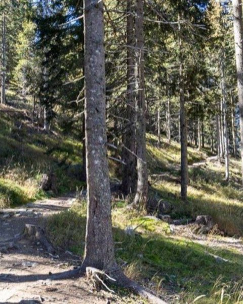 [Translate to Italiano:] aschbach naturnser alm 04803