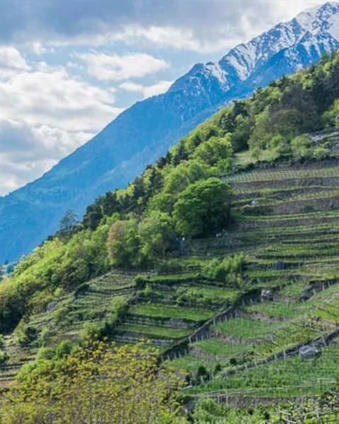 [Translate to Italiano:] Wanderung von Algund nach Vellau