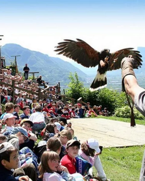 [Translate to Italiano:] Besuch der Greifvogelschau