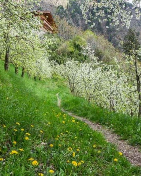 [Translate to Italiano:] algund vellau 07150