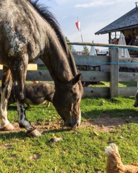 [Translate to Italiano:] tiere wurzer alm 02385