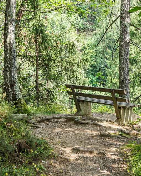 [Translate to Italiano:] Rastbank im Wald am Riffianer Waalweg