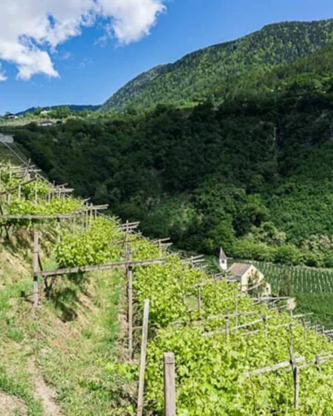 [Translate to Italiano:] Von Meran zum St. Kathrein Kirchlein in Hafling