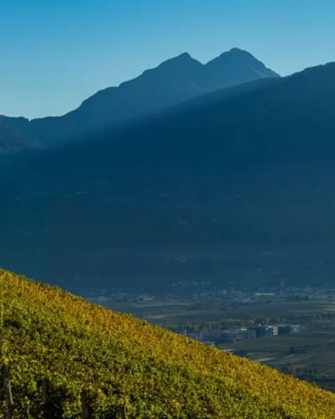 [Translate to Italiano:] Besuche die Weinberge rund um Meran